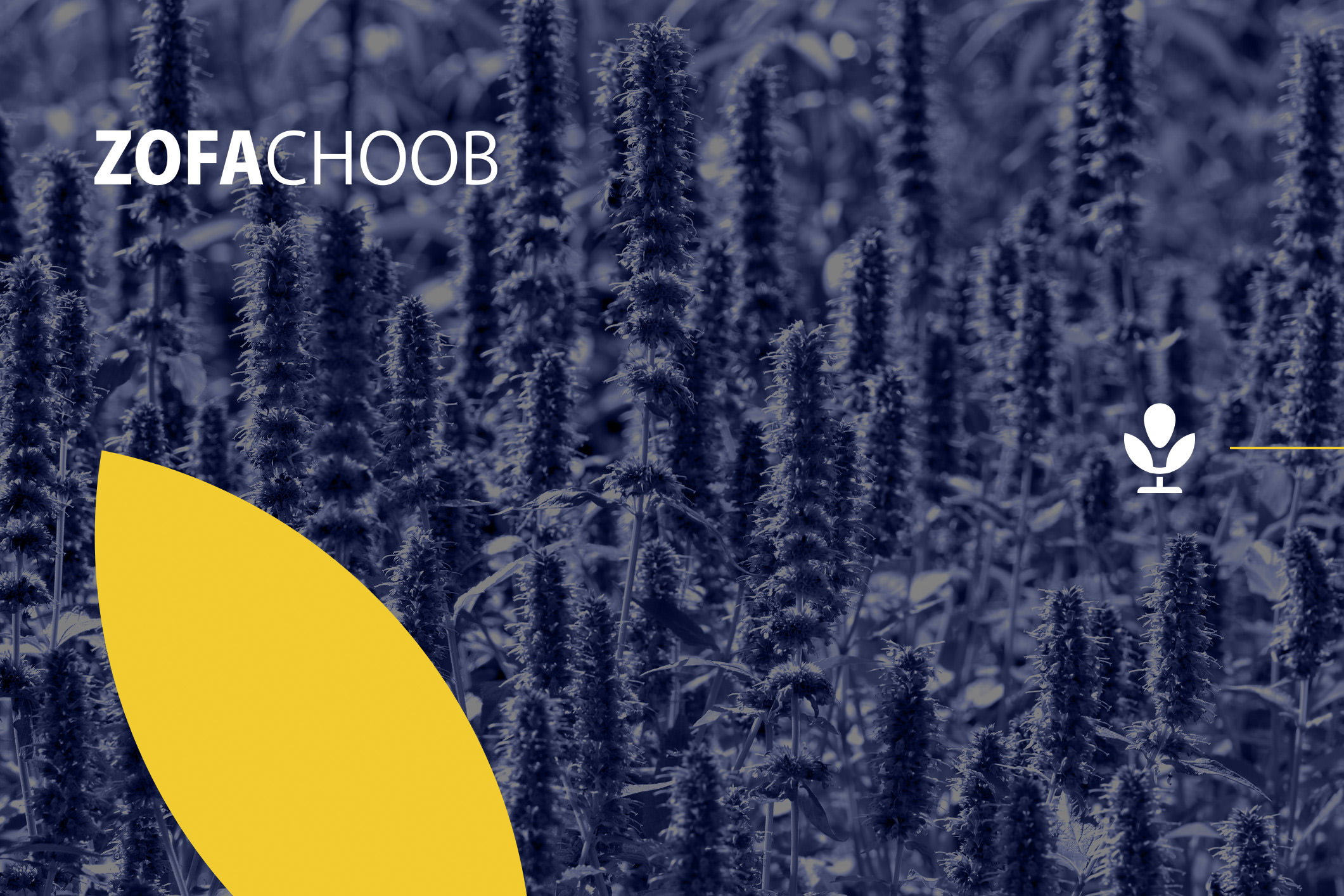ZOFA CHOOB — BMDX